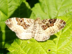 Epirrhoe alternata.JPG