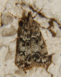 Dipleurina lacustrata.JPG