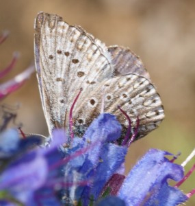 Lycaenidae bleu 2010.06.24 (2p) dessous.jpg