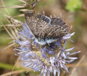 Lycaenidae bleu 2010.06.24 (5p) dessous.jpg