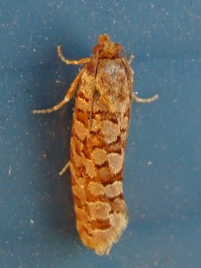 Lozotaeniodes formosana.JPG