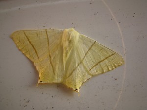 Ourapteryx sambucaria (Carvin).JPG