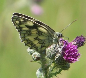 melanargia galathea.jpg