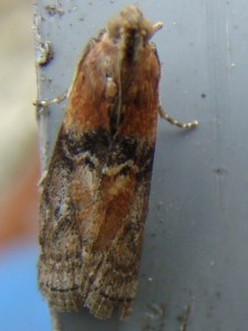 DSC01498.JPG