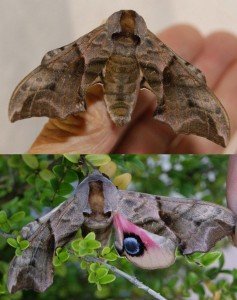 Sphingidae Smerinthus ocellata Sphinx demi paon 2010.07.02 (ass).jpg