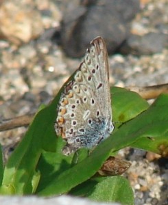 Plebejus femelle (1).JPG