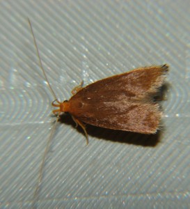 DSC02806.JPG