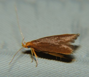 DSC02805.JPG