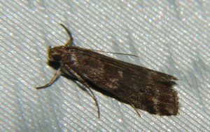 DSC02810.JPG