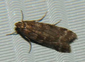 DSC02807.JPG