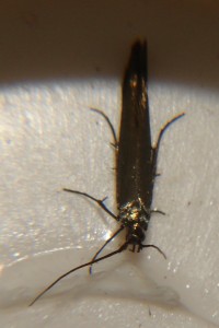 DSC02855.JPG