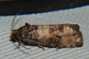 DSC02844.JPG