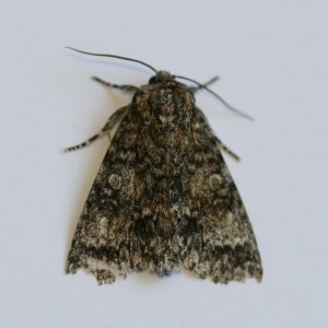 Copie de IMG_6554.jpg