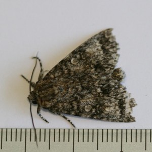 Copie de IMG_6551.jpg
