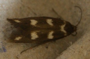 micro 2 2+1 pointsblanc X2côtés.jpg