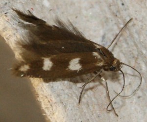 micro 2  2+1pointsblanc.jpg