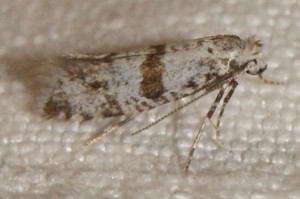 Scythropia crataegella (6p).jpg