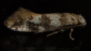 Scythropia crataegella ... douteux p.jpg