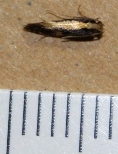 Monopis obviella (1p).jpg