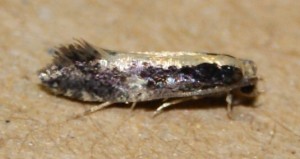 Monopis obviella (3p).jpg