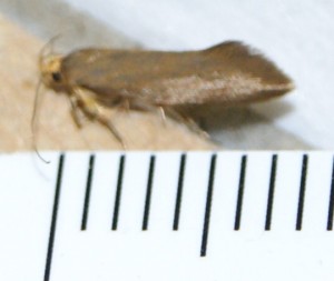 Micro 4 taille 8-9mm  p.jpg