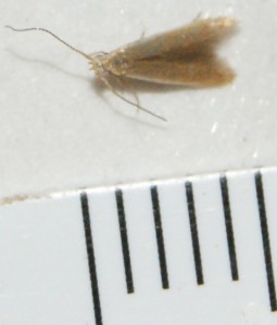 micro 6 mm  clair p.jpg