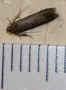 micro 7 foncé taille 7mm p.jpg