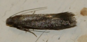 micro 7 p.jpg