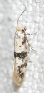 micro 8  blanc barré marron mini environ 4-5mm.jpg