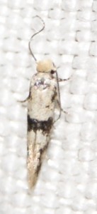 micro 8  blanc A. curvella... p.jpg