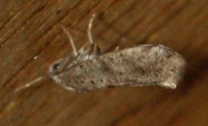 micro 10 Paraswammerdamia albicapitella... (1p).jpg