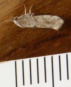micro 10 Yponomeutidae Paraswammerdamia albicapitella... à v. (7p).jpg