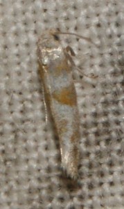 Yponomeutidae Cedestis gysseleniella à v. (1p).jpg