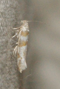 Yponomeutidae Cedestis gysseleniella à v. (4p).jpg