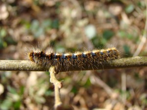 Copie de Lasiocampa quercus.JPG