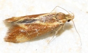 micro 12  p.jpg