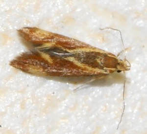 micro 12 Metalampra cinnamomea....jpg