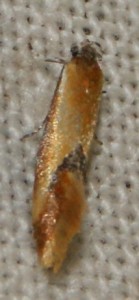 Oecophoridae Batia lambdella ou lunaris 2010.07.01 (1p).jpg