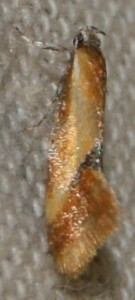 Oecophoridae Batia lambdella ou lunaris 2010.07.01 (2p).jpg