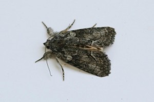 Copie de IMG_6740.jpg