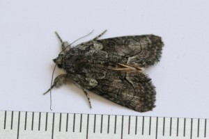 Copie de IMG_6743.jpg