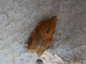 Acleris ferrugana (Carvin).JPG