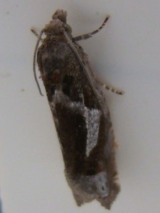 Epiblema foenella (Carvin).JPG