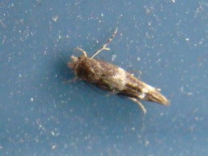 DSC01420.JPG