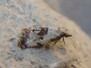 Cochylis hybridella (Carvin).JPG