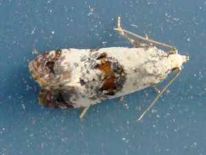 Cochylis hybridella (2) (carvin).JPG