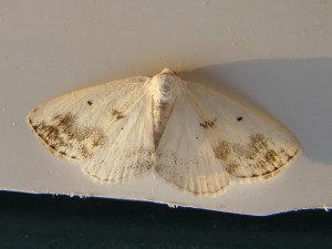 Lomographa temerata (Carvin).JPG
