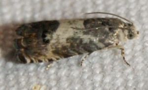 2372 Tortricidae Olethreutinae   Grapholitini Pammene fasciana 2010.07.01 à c. (1p).jpg