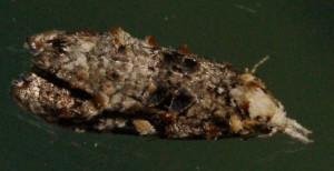 Tortricidae Phtheochroa sp rugosana ou annae 2010.07.01.jpg