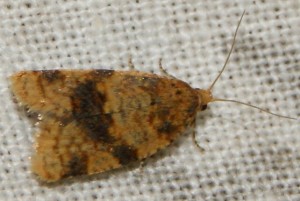 1985 Tortricidae Epagoge grotiana.jpg